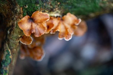 Steryum hirsutum, aynı zamanda kıllı perde kabuğu, kıllı stereum veya sahte hindi kuyruğu olarak da bilinir, ormandaki ağaç gövdesinde yetişen bir tür mantar veya yabani mantar.