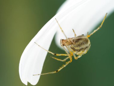 Beyaz bir papatya çiçeğinin yaprağının altında gizlenen yaygın şeker çizgili örümcek (Enoplognatha ovata). Bu, Kuzey Amerika 'ya tanıtılmış bir Avrupa türüdür.