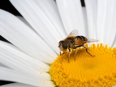 Siyah ayaklı bir dron sineği, Eristalis hirta, sarı polenle kaplanmış, beyaz bir papatya çiçeğinin üzerinde.