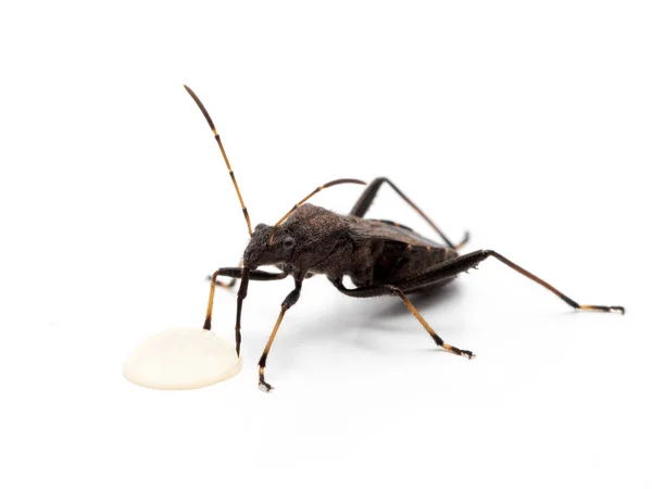 Zamaskowany Myśliwy Zabójca Bug Reduvius Personatus Przy Użyciu Jego Długo — Zdjęcie stockowe