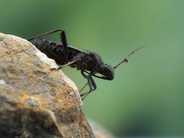 Close Zijaanzicht Van Een Volwassen Gemaskerde Jager Killer Bug Reduvius — Stockfoto