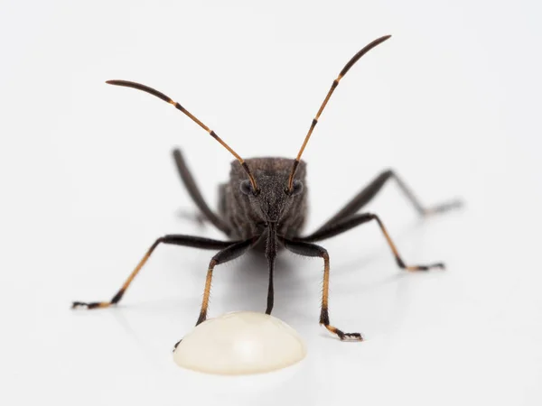 Close Vooraanzicht Van Een Gemaskerde Jager Killer Bug Reduvius Personatus — Stockfoto