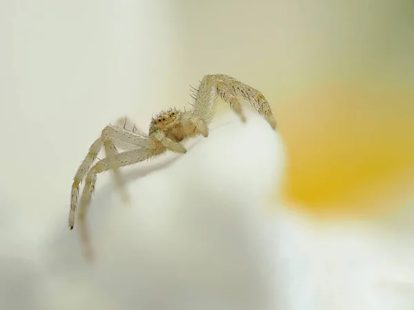 白色花瓣上对着相机的非常小的蟹蜘蛛 Philodromus Dispar — 图库照片