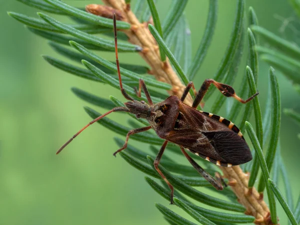 Dorsal View Western Conifer Seed Bug Leptoglossus Occidentalis Crawling Amongst — Stock Photo, Image