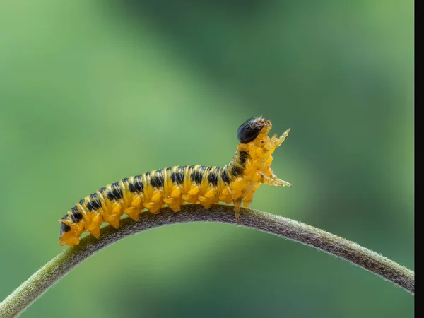 一个成熟的黄黑相间的山核桃锯蝇幼虫的侧视图 在植物茎上爬行 蜻蜓属于膜翅目 不是真正的苍蝇 — 图库照片