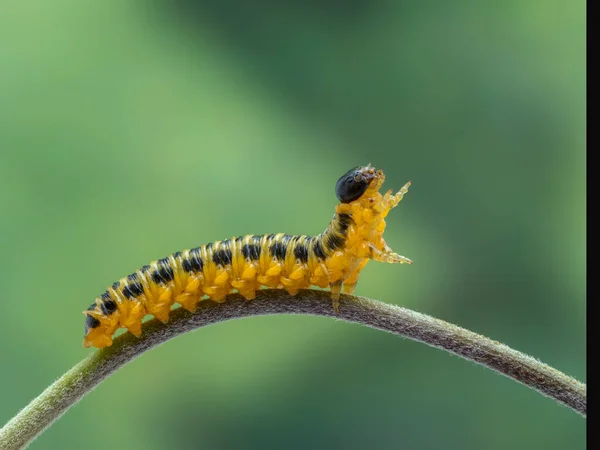 Boční Pohled Zralou Žlutočernou Pazourkovou Pilu Macremphytus Testaceus Plazící Rostlinném — Stock fotografie