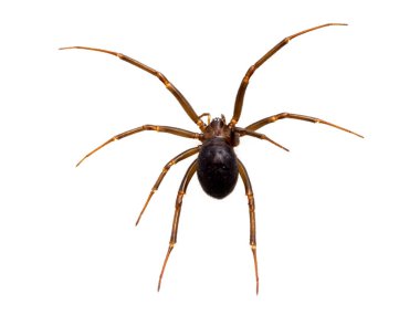 Dişi bir sahte dul örümceği (Steatoda grossa) bacaklarını açarak beyaz üzerinde izole olur.
