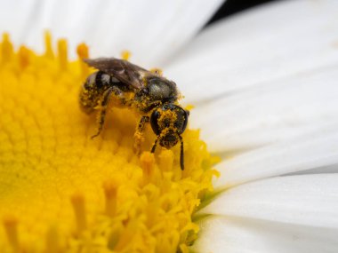 Bir dişi terleme arısının (Lasioglossum türünün), papatya çiçeğinin üzerinde sarı polenle kaplanarak kameraya baktığı yakın plan. Delta, British Columbia, Kanada