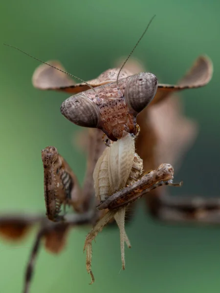 Vista Muy Cercana Una Mantis Femenina Juvenil Hoja Muerta Deroplatys — Foto de Stock