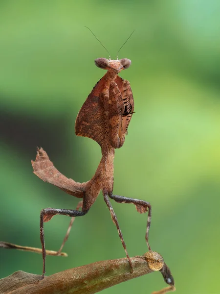 Imagem Vertical Uma Fêmea Juvenil Folha Morta Mantis Deroplatys Desiccata — Fotografia de Stock