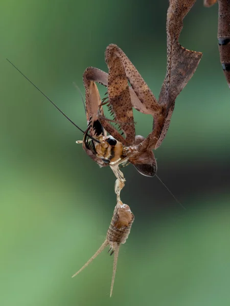 一只幼小的雌性死叶螳螂 Deroplatys Desiccata 在吃家养蟋蟀 Acheta Domesticus 时倒挂在叶子上的特写 — 图库照片