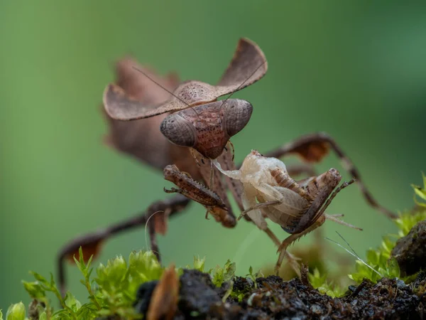Close Mantis Folha Morta Deroplatys Desiccata Que Acaba Comer Cabeça — Fotografia de Stock