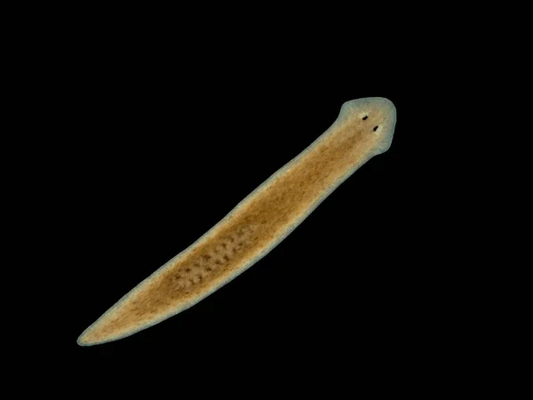 Darkfield Image Aquatic Planarian Flatworm Cura Foremanii Species Native Freshwater — Stock Photo, Image
