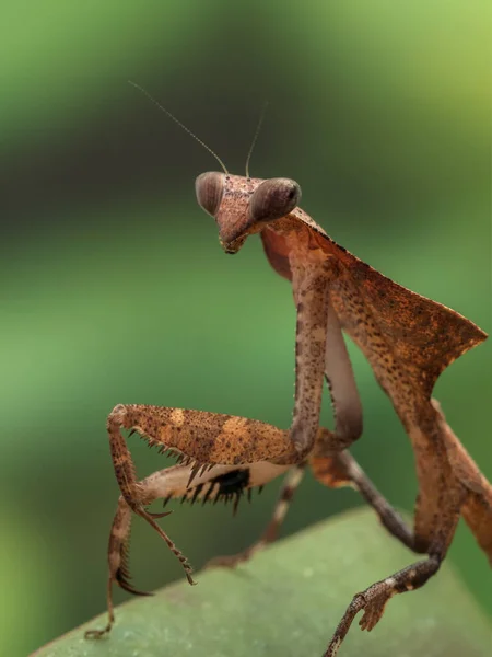 Retrato Mantis Folha Inoperante Deroplatys Desiccata Olhando Sobre Seu Ombro — Fotografia de Stock