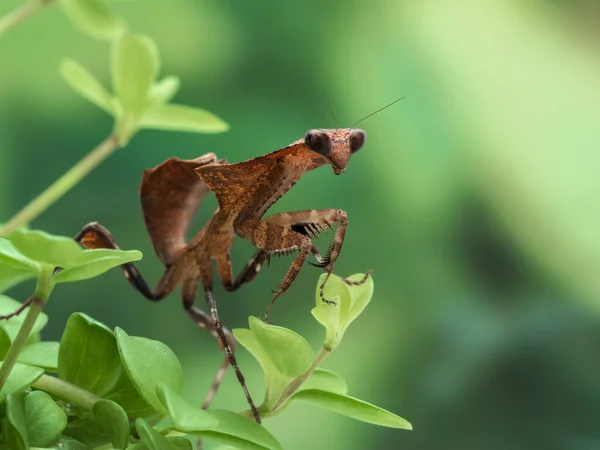 Juveniele Vrouwelijke Dode Blad Mantis Deroplatys Desiccata Kruipend Een Plant — Stockfoto