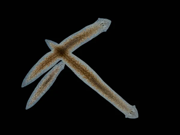 Backlit Darkfield Image Three Semi Transparent Aquatic Planarian Flatworms Girardia — Stock Photo, Image