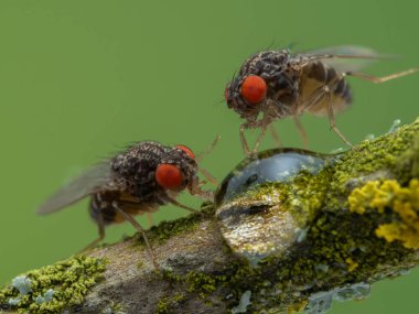 İki büyük meyve sineğinin (Drosophila hydei) parlak kırmızı gözleriyle, liken kaplı bir dal üzerindeki bal damlasından içerek yakın plan fotoğrafı.