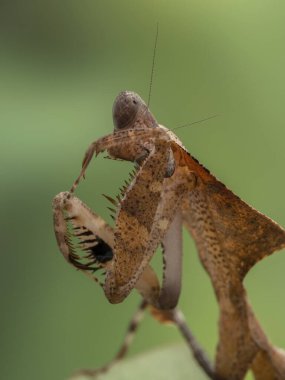 Ölü bir yaprak peygamberdevesinin (Deroplatys desicata) ön bacağıyla gözlerini temizler.