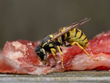 Bir Alman sarı ceketli yaban arısının (Vespula germanica) bir parça somon balığından et keserken yakın plan çekimi
