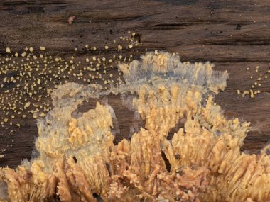 cream-orange wrinkled crust fungus (Phlebia radiata) spreading across the rotting wood of a fallen deciduous tree