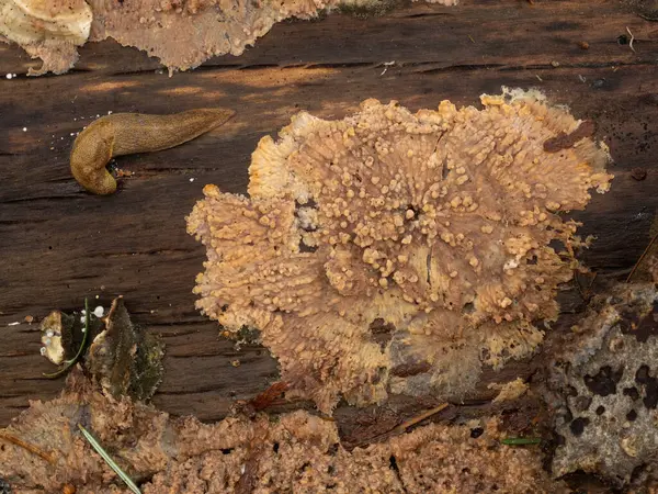 Pinkish-orange wrinkled crust fungus (Phlebia radiata) growing on the rotting wood of a fallen deciduous tree