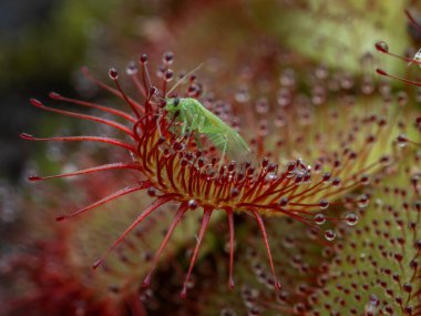 Bir Alice sundew bitkisinin (Drosera aliciae) yaprağını kaplayan saplanmış bezlerde (Hemiptera) kapana kısılmış küçük gerçek bir böcek (Hemiptera).