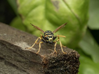 Güzel bir Avrupa kağıt eşekarısı, Polistes dominula, kameraya bakan yırtık kanatlı