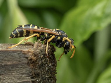 Yaban arısı Polistes Dominula 'nın, yıpranmış ahşabın yüzünü taramasının yan görüntüsü