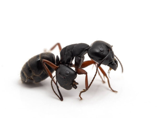 western carpenter ant (Camponotus modoc) worker major that has been in a fight and has the decapitated head of another ant clamped on its leg. Isolated
