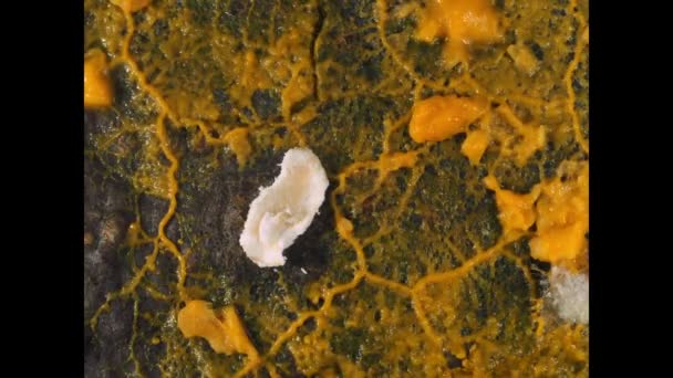 橙色黏液型纤细胞质 三叉戟 在生长过程中脉动 — 图库视频影像