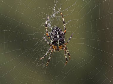 Ağında oturan büyük, renkli dişi haç örücü örümceği (Araneus diadematus)
