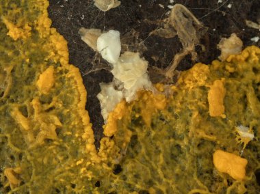 portakal renkli balçık küfü (Badhamia utricularis) yavaşça yutulan yulafların plazması 