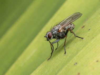 Tatlı avcı sineği (Coenosia tigrina) Ladner, British Columbia, Kanada 'da bir bahçede muz yaprağına tünemiş.