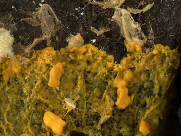 Bir balçık kalıbının (Badhamia utricularis) turuncu renkli plasmodyumu yavaşça hızla ilerler ve yuvarlanmış yulaflarla beslenir. 