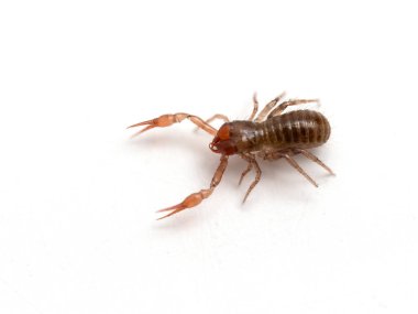 çok küçük bir psödoscorpion (Apochthonius minimus) beyaz bir masanın üstünde yürür