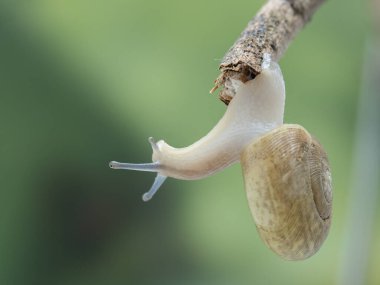 Bir dalın altında baş aşağı asılı bir karasal orman salyangozu (Aegopinella nitidula)