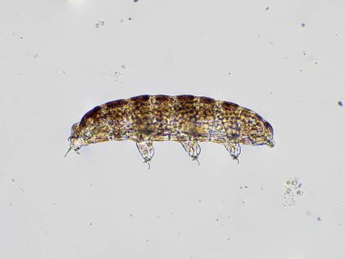 photomicrograph showing a side view of a live microscopic water bear (tardigrade) clipart