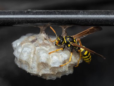 Kraliçe yaban arısı (Vespula alascensis) yeni bir yuva inşa etmeye başladı.