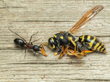 Orta halli işçi Herkül Karınca (Camponotus herculeanus) ölü bir sarı ceketin antenini çekiştiriyor (Vespula alascensis))