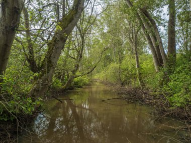 Deas Island Park, Delta, British Columbia, Kanada 'da sessiz, güneşli ve bataklık bir bataklık.
