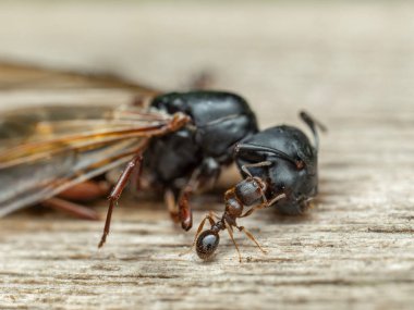 Close-up of a tiny pavement ant (Tetramorium immigrans) investigating the head of a dead and much larger queen carpenter ant (Camponotus modoc) clipart
