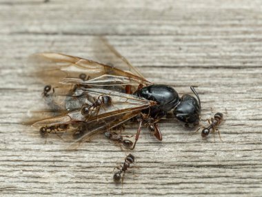 Tiny pavement ants (Tetramorium immigrans) swarming over the corpse of a much larger queen carpenter ant (Camponotus modoc) clipart