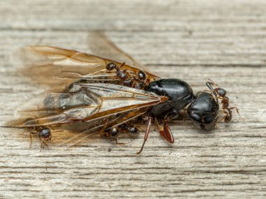 Side view of tiny pavement ants (Tetramorium immigrans) working to dismember the corpse of a much larger queen carpenter ant (Camponotus modoc) clipart