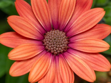 Afrika papatyasının güzel bir turuncu ve pembe çiçeğinin yakın plan ayrıntıları (Osteospermum)