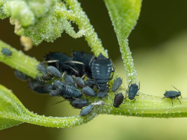 close-up of a group of wingless female black bean aphids (Aphis fabae), a mix of adults and nymphs, sucking juices from the stem of a plant clipart