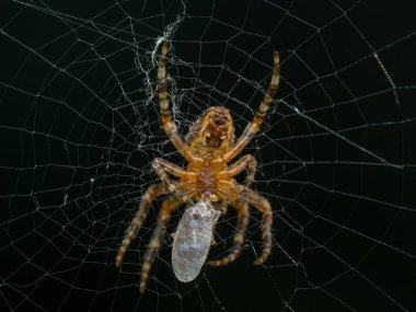 Kapana kısılmış ve bir böcekle beslenen dişi bir küre dokumacı örümceğin (Araneus diadematus) altında.