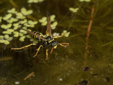 European paper wasp, Polistes dominula, drinking from a pond while supported by the water's surface tension clipart