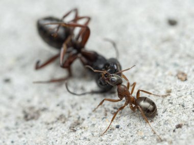 Ölü bir marangoz karıncanın (Camponotus) başını çimento üzerinde kavrayan bir işçi ağaç karıncasını (Formica) 