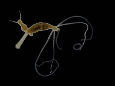 Kahverengi Hydra 'nın (Hydra oligactis) küçük bir sivrisinek larvasını yutan iki tomurcuklu Darkfield fotoğrafı.