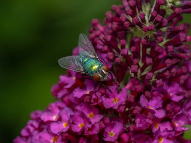 Common greenbottle blowfly, Lucilia sericata, resting on the flower of a butterfly bush (Buddleia davidii) clipart